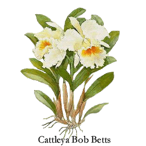 [ Cattleya Bob Betts ]